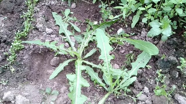 ☼Осот любимая трава кур смотреть онлайн