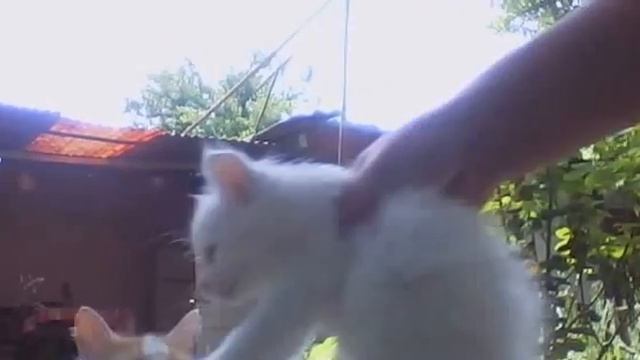 Турецкий ван с котенком Видео смотреть онлайн
