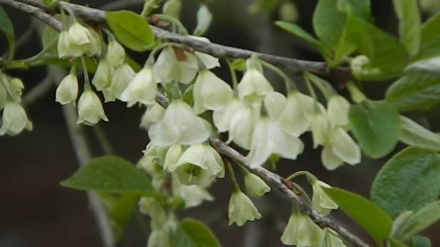 Halesia carolina смотреть онлайн