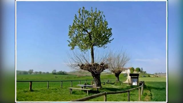 Двойное дерево Bialbero De Casorzo. Дерево растущее на верхушке другого дерева