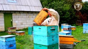 Как понять что Мёд созрел Какие рамки откачивать Мёд готов из пчелиной семьи в медогонку