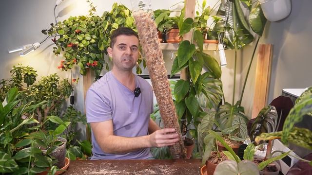 grow LARGER LEAVES with wood planks and moss poles смотреть онлайн