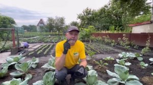Белокрылка.Способ борьбы который действует.
