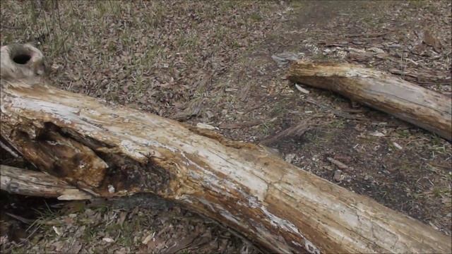 "Рыбалка-Кудьма-Грибы" Выпуск №47. смотреть онлайн