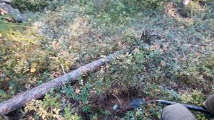 Металлокоп.Отличный день!Ведущая звезда и необычная находка.Часть 1