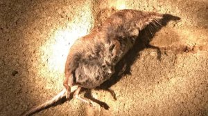 Интересные факты о землеройках.