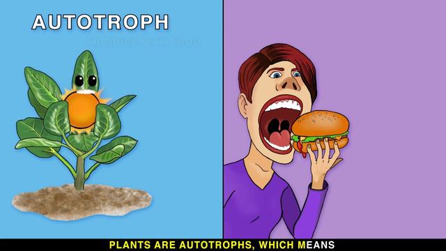 ANIMAL VS PLANT CELLS SONG смотреть онлайн