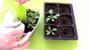 ПЕТУНИЯ БЕЗ ПИКИРОВКИ