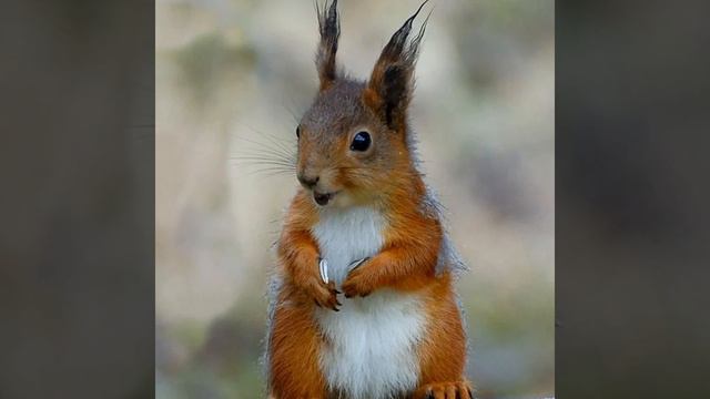 Өч кыз.
Татар халык әкияте смотреть онлайн