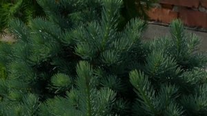 Как защитить хвойные от солнечных ожогов зимой. Подготовка хвойных культур к зимовке