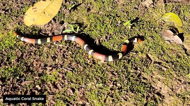 ☠️Red Touches Black = DEATH!☠️ 6 of the DEADLIEST Snakes in the Amazon Rainforest смотреть онлайн