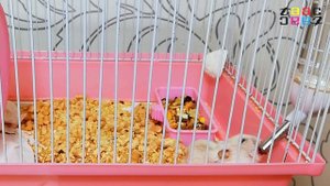 НЕ МОГУ ОБЪЯСНИТЬ КАК ЭТО ПРОИСХОДИТ. ХОМЯК ИСЧЕЗАЕТ И ПОЯВЛЯЕТСЯ.