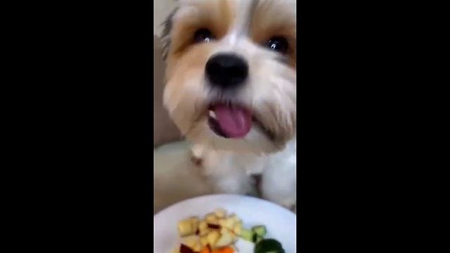 Говорливая собака. Лучшие приколы про собак и кошек. смотреть онлайн