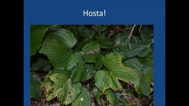 Weeds, Wildflowers and Trees of Papscanee Island. Lunch In The Garden Webinar Series смотреть онлайн