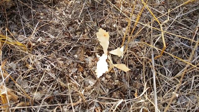 Проверка посадок желудей Дуба.АР Крым г. Севастополь Сапун -Гора 2020г. смотреть онлайн