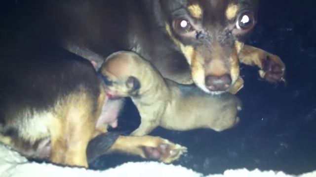 Песин родился! смотреть онлайн