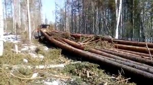 Трелевка леса тт4