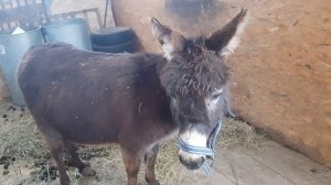 ПРИВЕЗ НОВУЮ ОСЛИЦУ В ХОЗЯЙСТВО