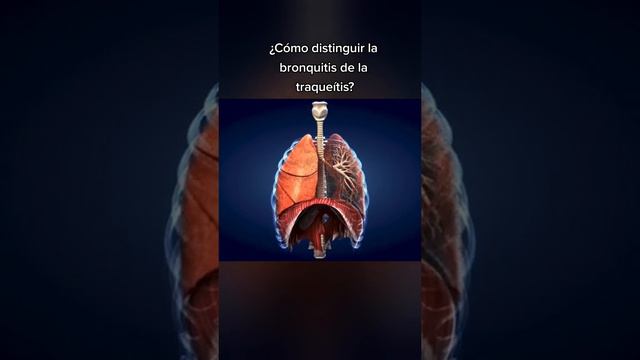 ¿Cómo distinguir la bonquitis de la traqueítis?