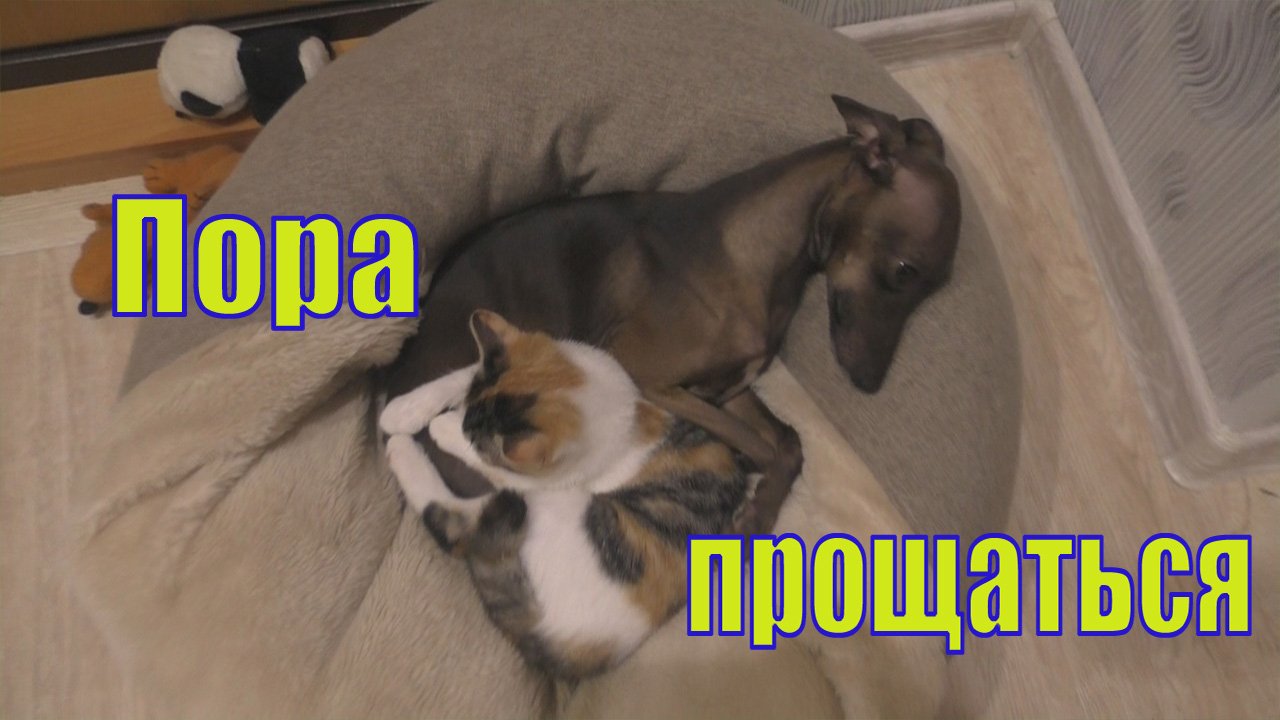 ВСТРЕЧА ДЛЯ ОДНИХ /РАССТОВАНИЕ ДЛЯ ДРУГИХ /30 июля 2022.mp4