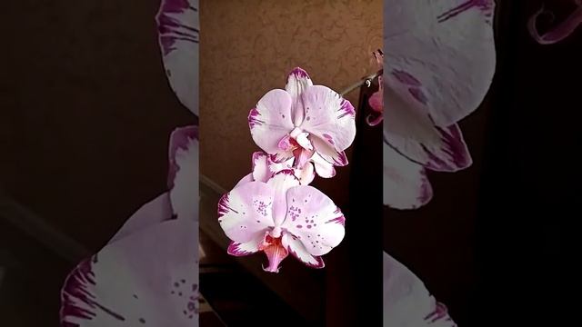 Подкормка  для домашних цветов.
