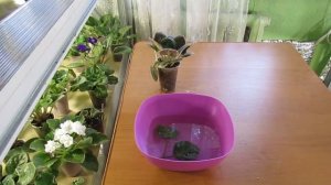 ВЯЛЫЙ ЧЕРЕНОК ФИАЛКИ. ПОМОЖЕМ ВОССТАНОВИТЬ ТУРГОР