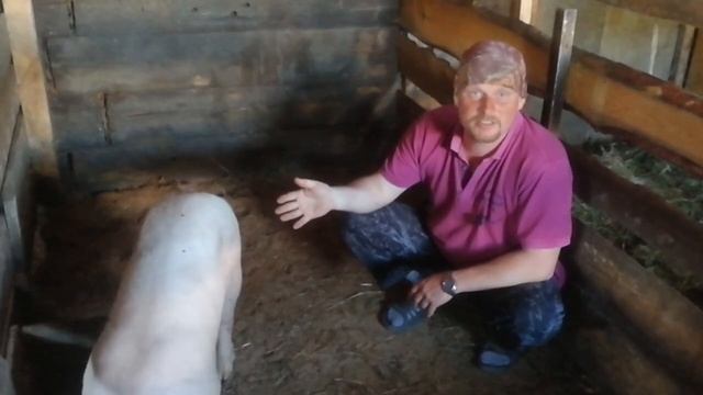 Купили двухмесячного племенного кабанчика за 20 тысяч.