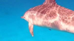 Лучший снорклинг в Египте!!! Марса-Алам