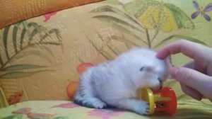 Шотландский котенок