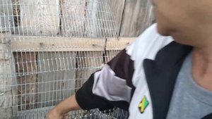 Как поавильно определить пол.маленьких  крольчат