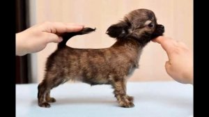 Порода собак Чихуахуа