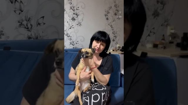 Судьба собаки Мони… #помощьживотным #helpanimals #dog #собака #приютдлясобак #rescuedog #приют