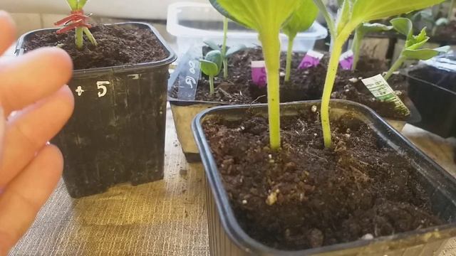 Прививка арбуза и дыни язычком двумя способами смотреть онлайн