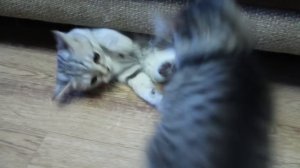 Маленькие милые котики.