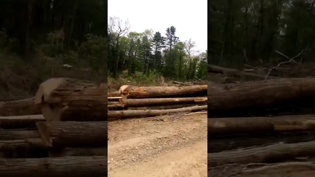 Вырубка лесов под ЛЭП в Приморском крае. смотреть онлайн