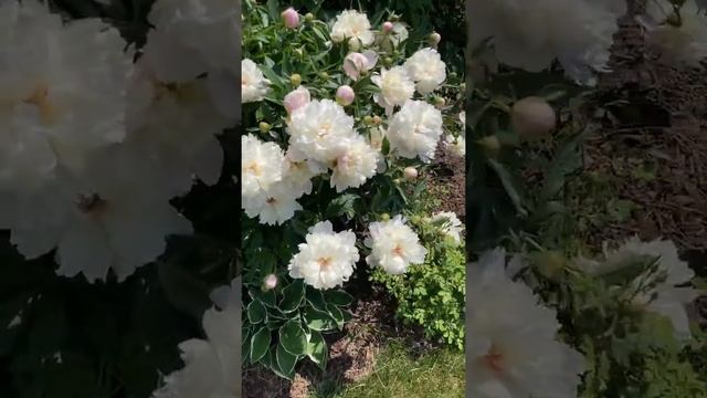 Peony “Festiva Maxima” - Illinois Zone 5 Garden #Shorts