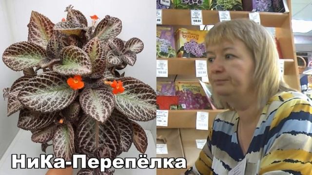 ДФ. Марина Коваль. Эписции НиКа- (презентация)