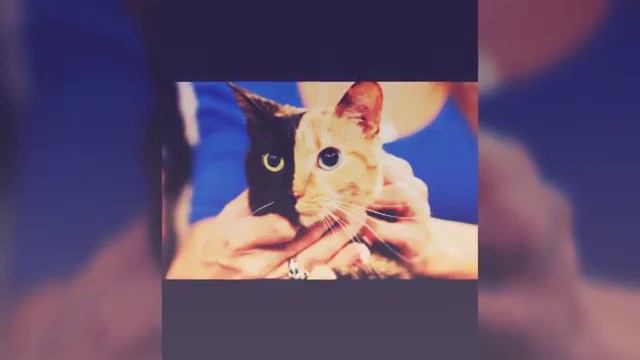 Особенная кошка в этом мире смотреть онлайн