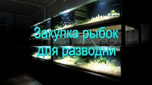 Закупка рыбок для разводни 2