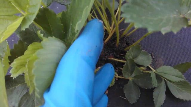 Муравьи на клубнике. Стоит ли травить химикатами? смотреть онлайн