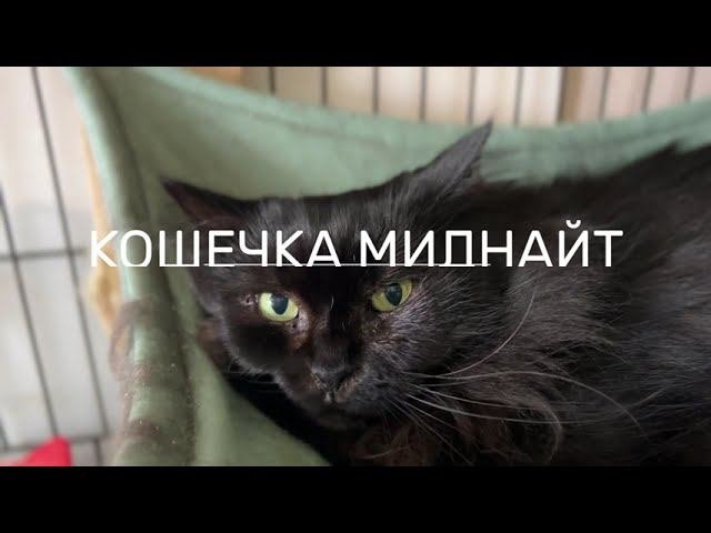 МИДНАЙТ (уже дома)