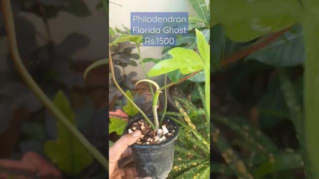 Sold-Philodendron Florida Ghost for sale #foryou #philodendron #florida #ghost #indoorplants #short