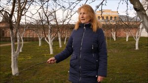 Митрополичий сад Ростовского кремля. Подрезка веток плодовых деревьев.