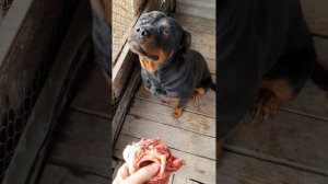 Пищевая агрессия собаки породы ротвейлер на кость. Ротвейлер Гера. Rottweiler angry.