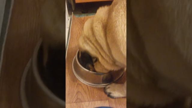 Мопсик кушает корм,как правильно кормить смотреть онлайн