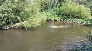 Купание в горной речке