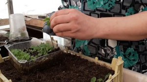 Петуния . Посадка и уход. Первая пекировка