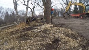 more tree felling