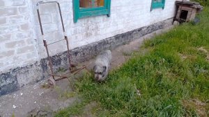 Собаки породы Миттельшнауцеры. 2 суки.