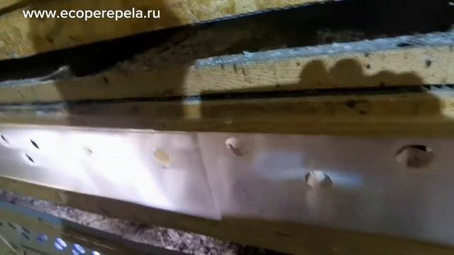 Что там у меня с вылуплением? , кормлю весь выводок своим стартом)) смотреть онлайн